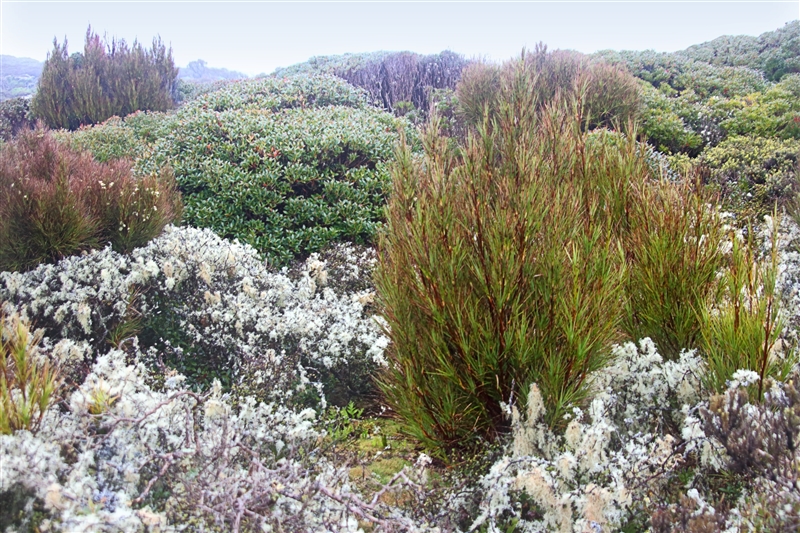 Enderby 2258 m Lichens - the Southern Rata Forest